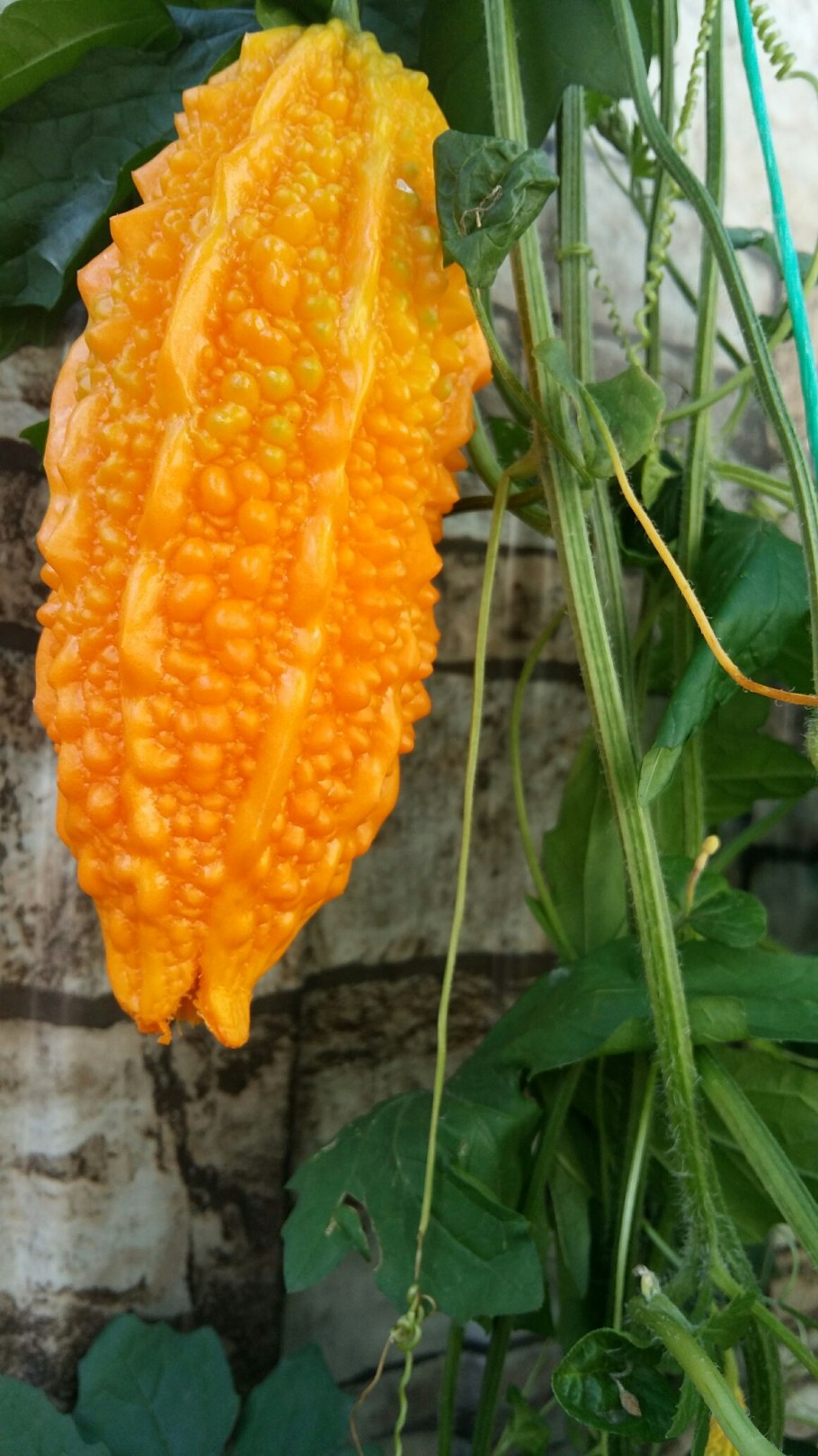 Индийский момордика