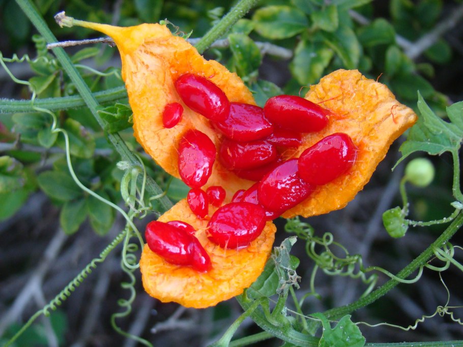 Момордика кохинхинская