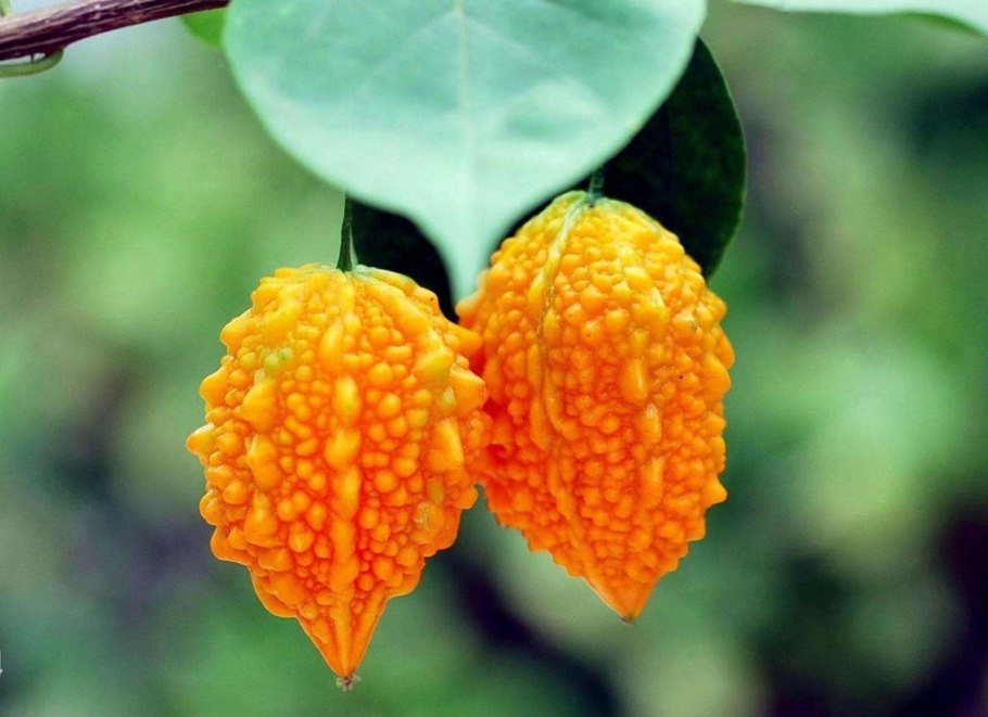 Момордика кохинхинская