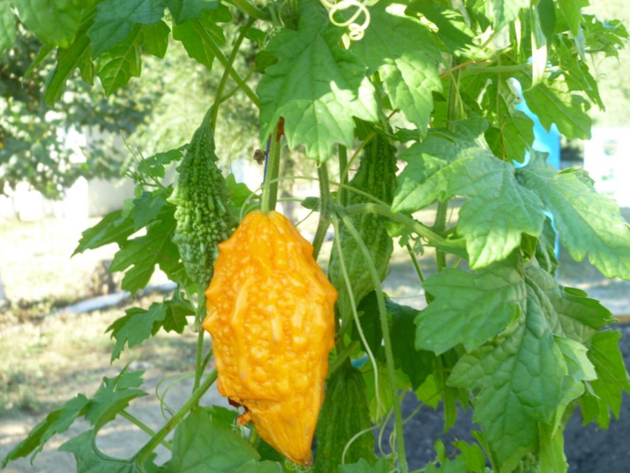 Момордика харанция