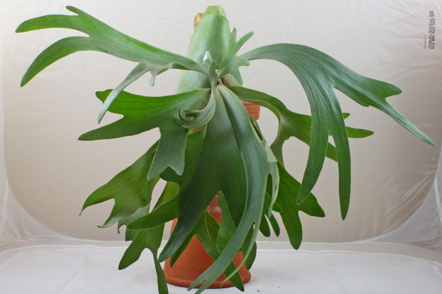 Платицериум – папоротник Оленьи рога