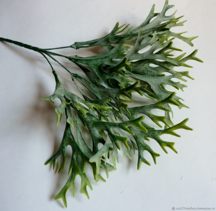 Оленьи рога цветок Платицериум,