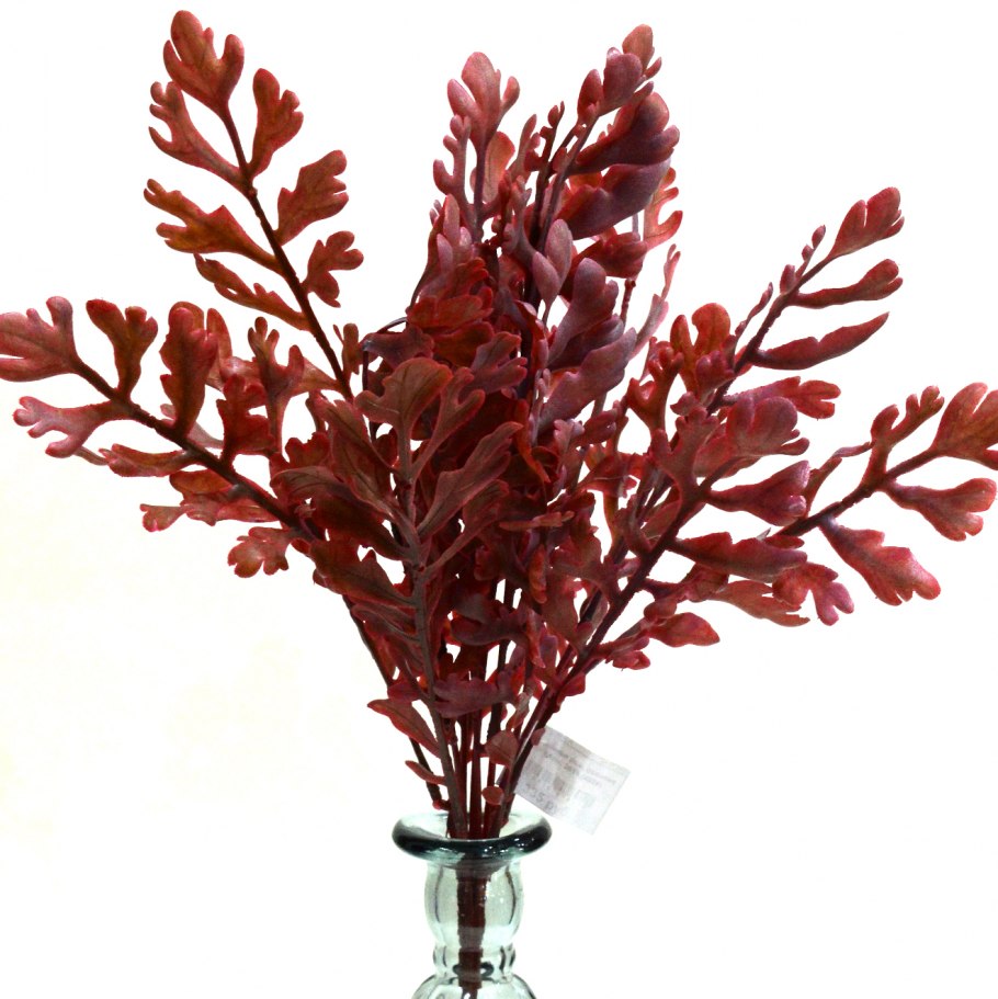 Оленьи рожки цветок