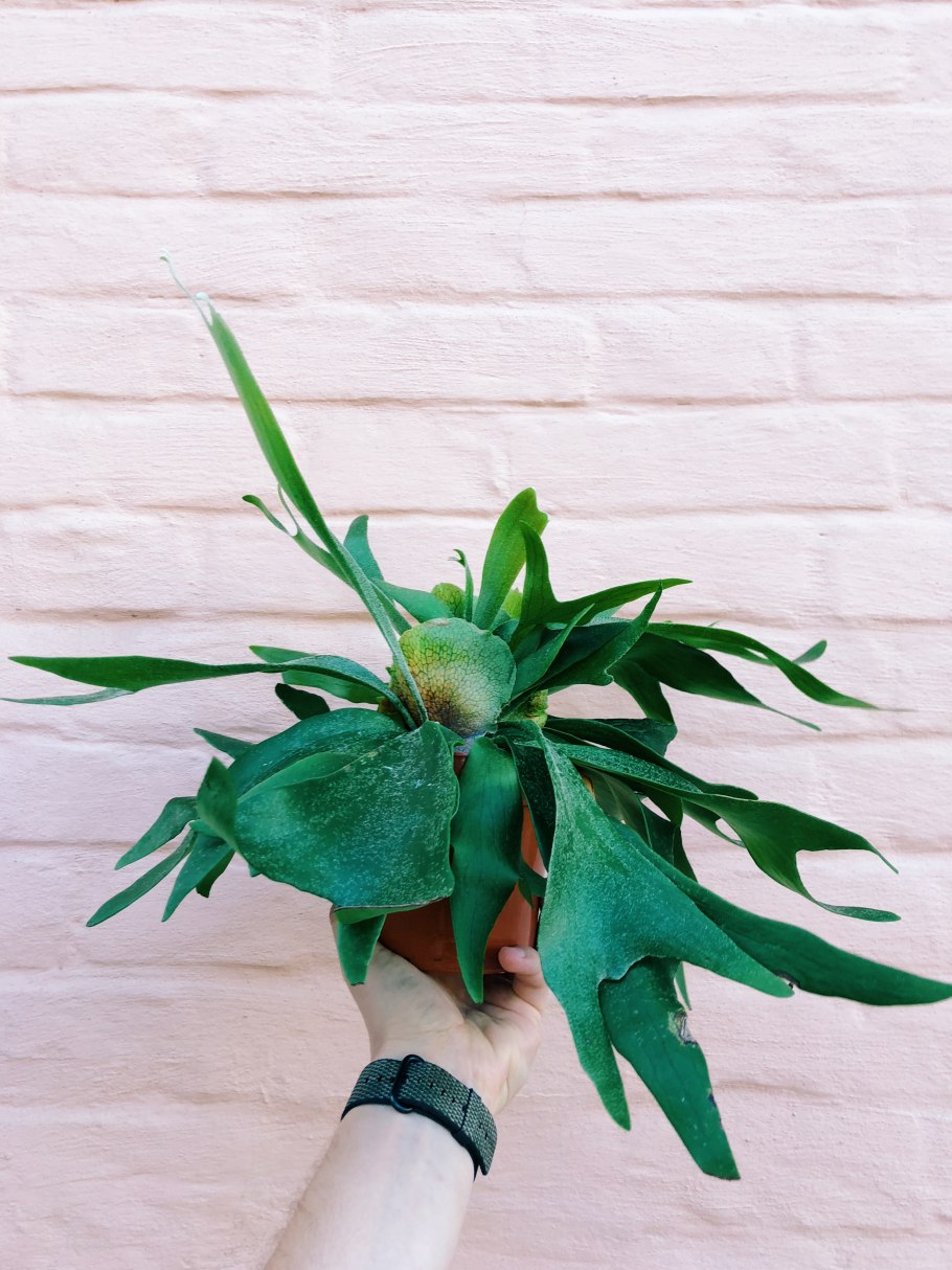 Платицериум корни