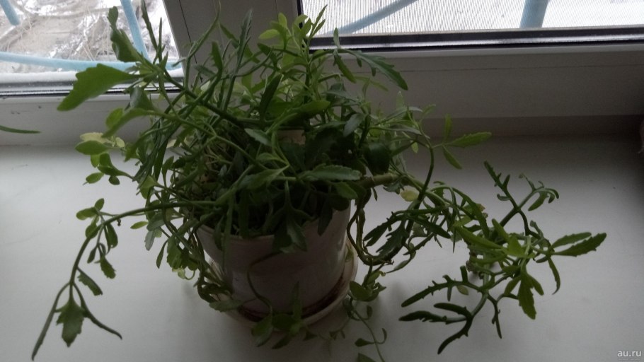 Полынь Оленьи рога