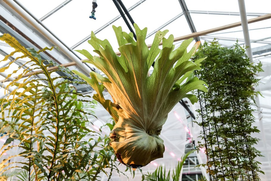 Платицериум Оленьи рога