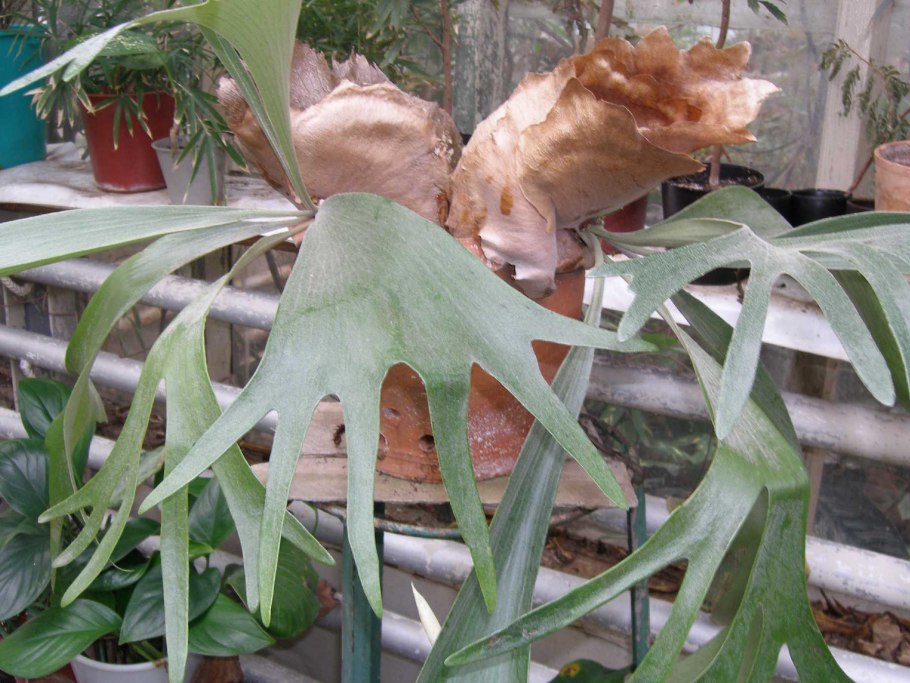 Платицериум подвесной (60)