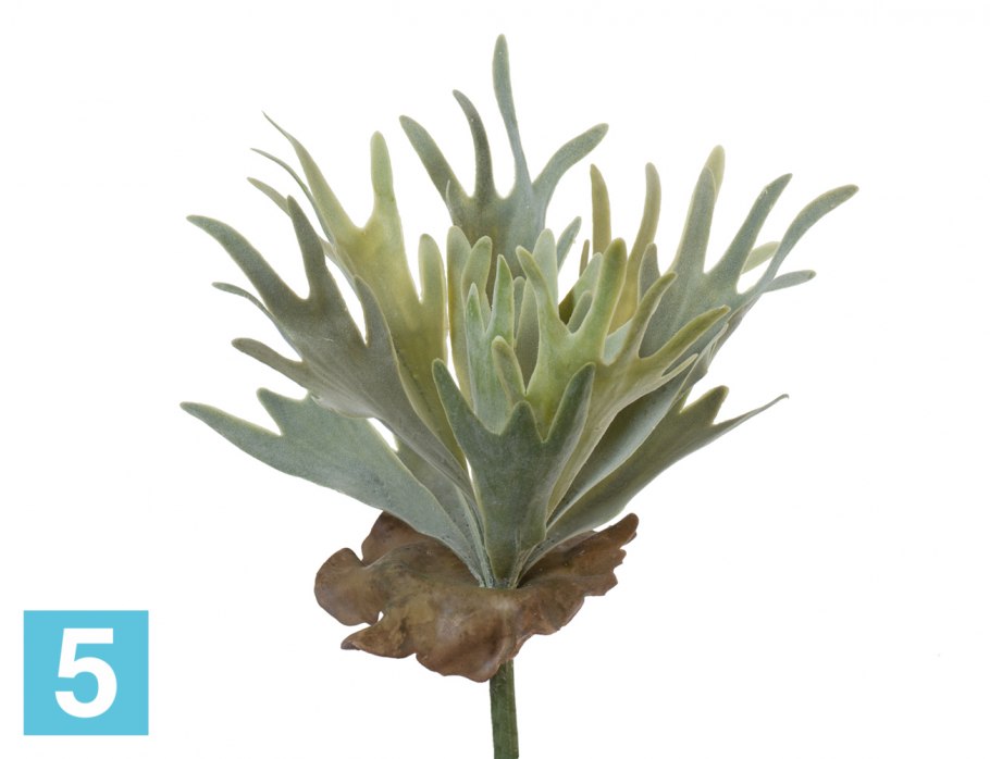 Папоротник Стегхорн