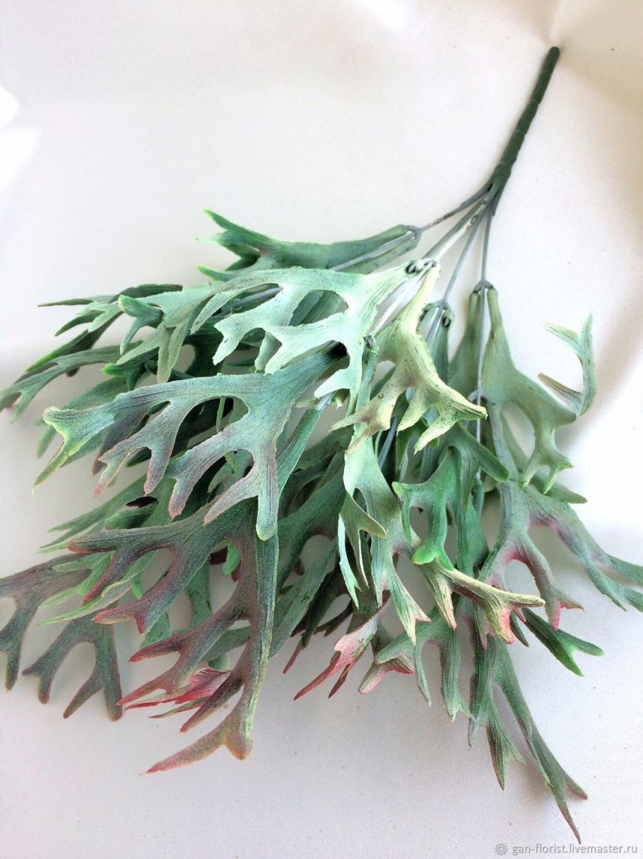 Платицериум Оленьи рожки