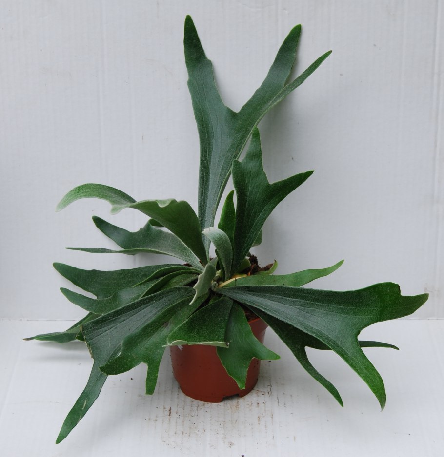 Платицериум фикус