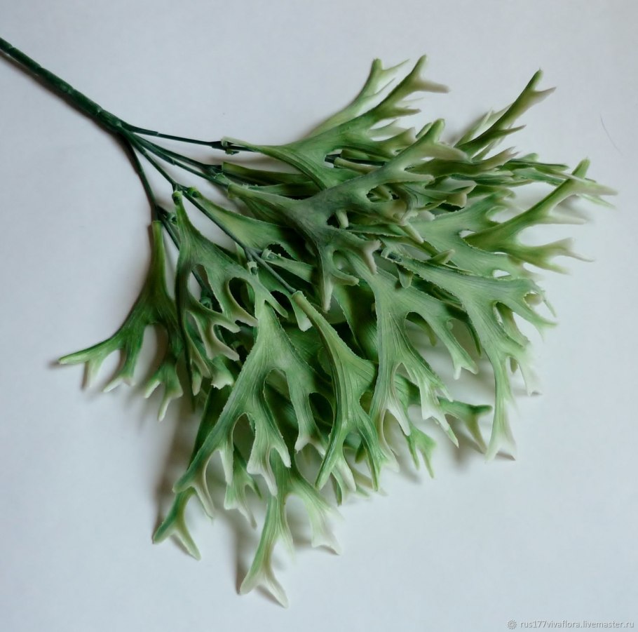 Туя Оленьи рога