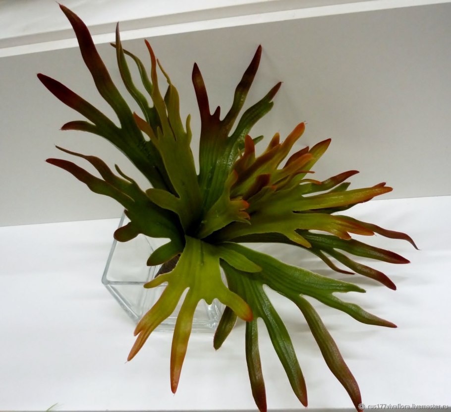 Платицериум Оленьи рога