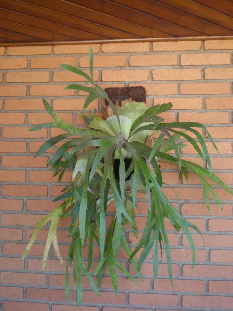 Оленьи рога уличное растение