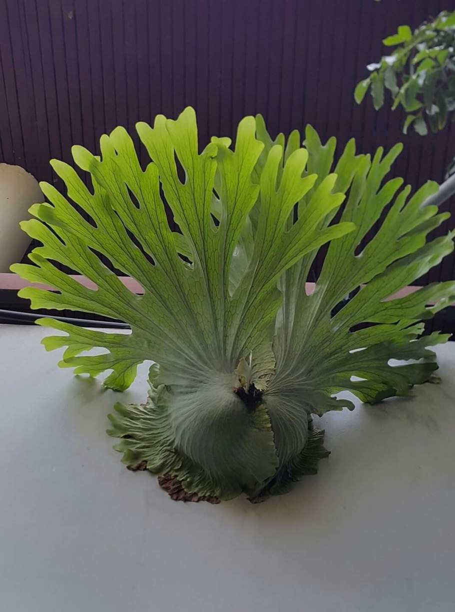 Папоротник Платицериум