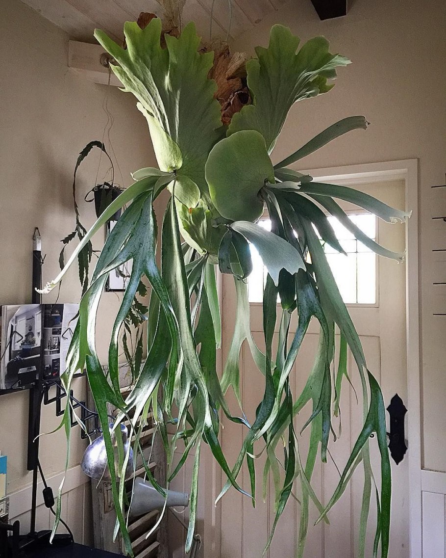 Платицериум цветение