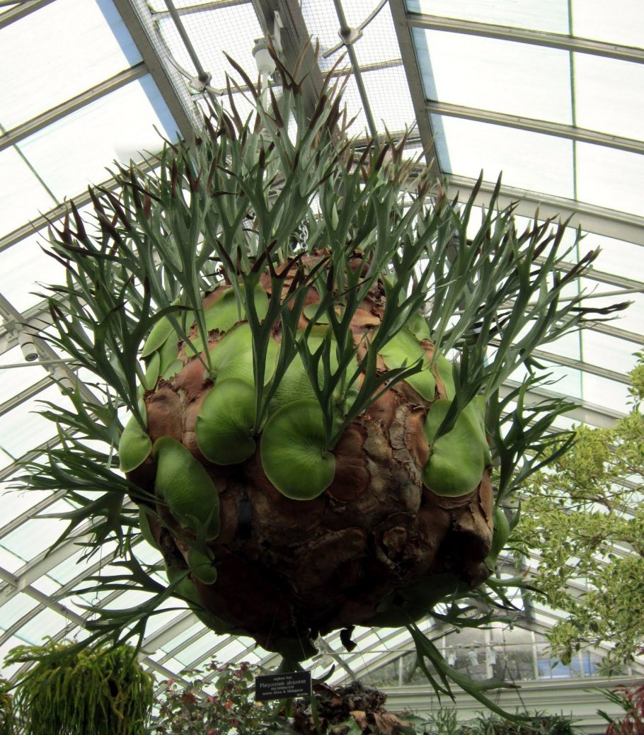 Кактус Оленьи рога