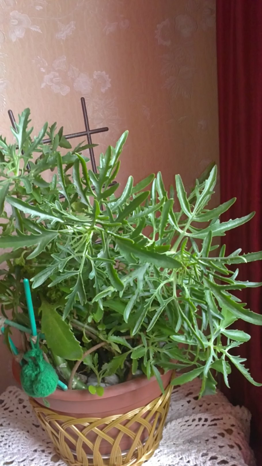 Хатиора Оленьи рожки