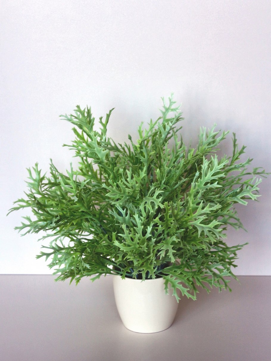 Можжевельник Оленьи рога