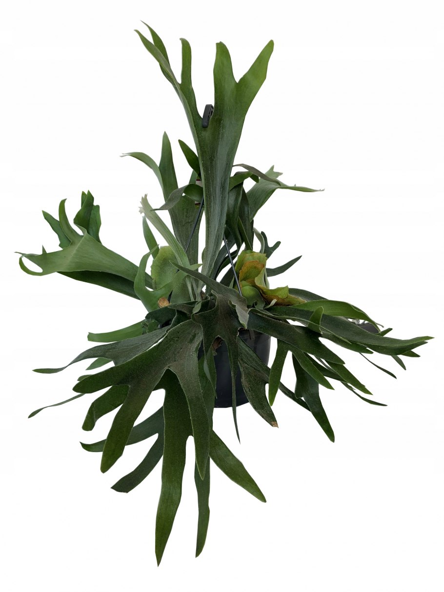 Замиокулькас Оленьи рога Платицериум