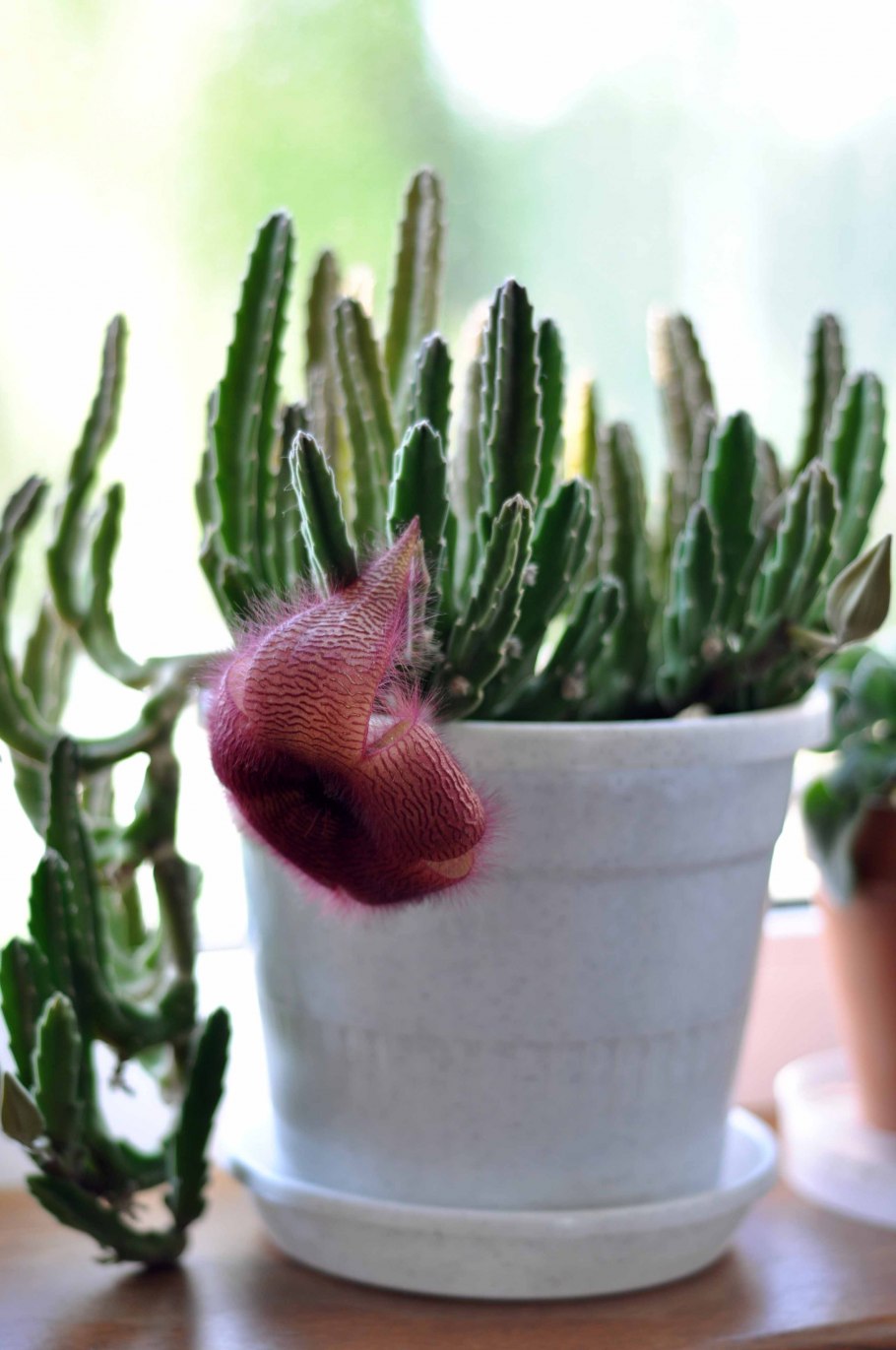 Растение Оленьи рожки