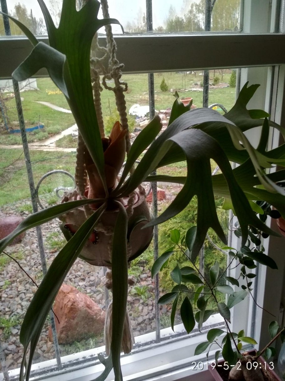 Олений Рог растение