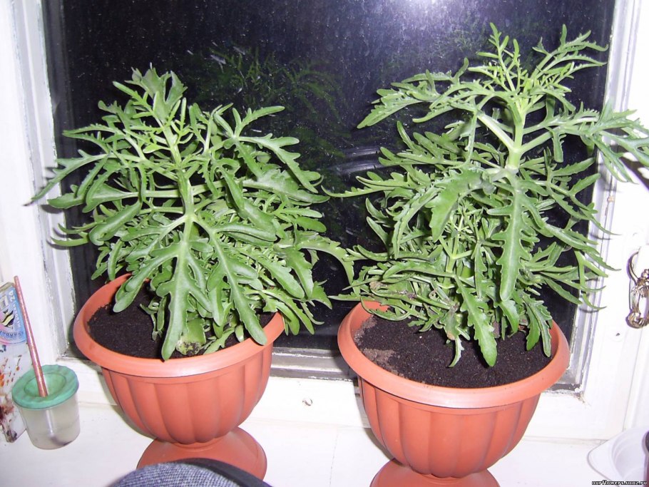 Каланхоэ Оленьи рожки разновидность