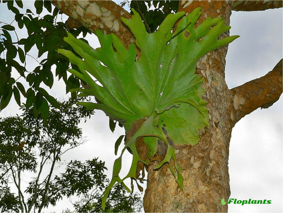 Platycerium-Платицериум (Плоскорог). Папоротник Оленьи рога.