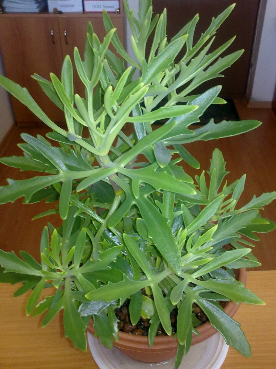 Каланхоэ Оленьи рожки