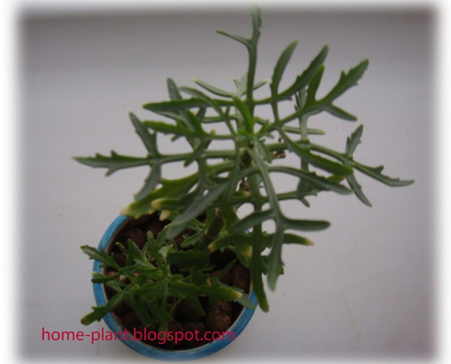 Каланхоэ Лациниата (Оленьи рога)