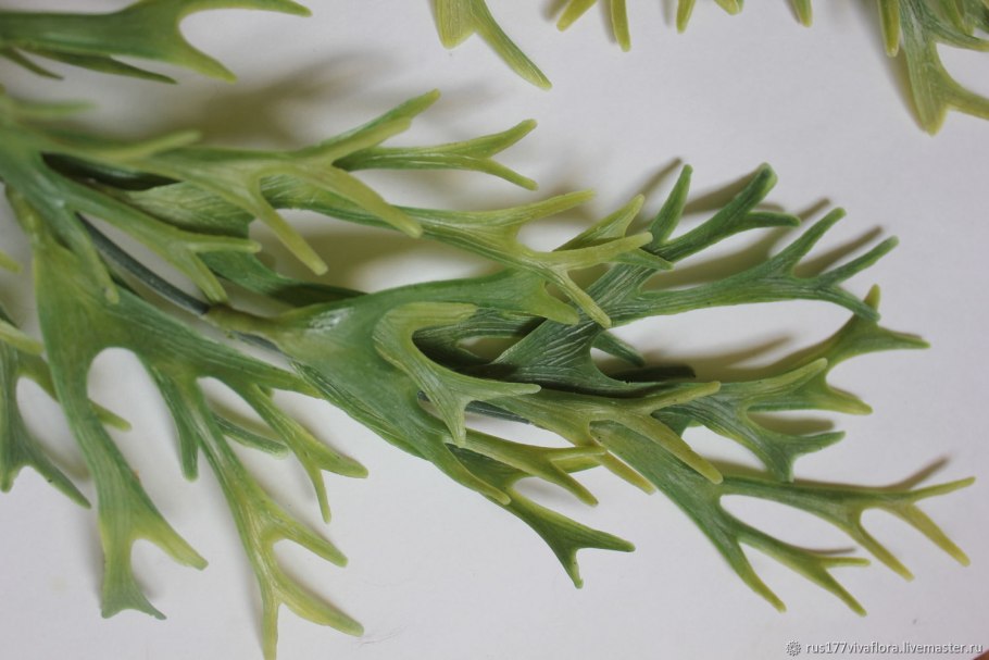 Стегхорн (Оленьи рога) куст ампельный