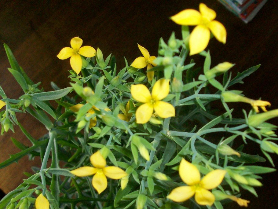 Каланхоэ желтая Лациниата