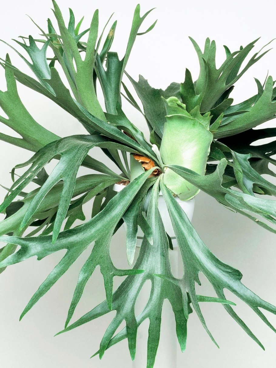 Платицериум лосерогий