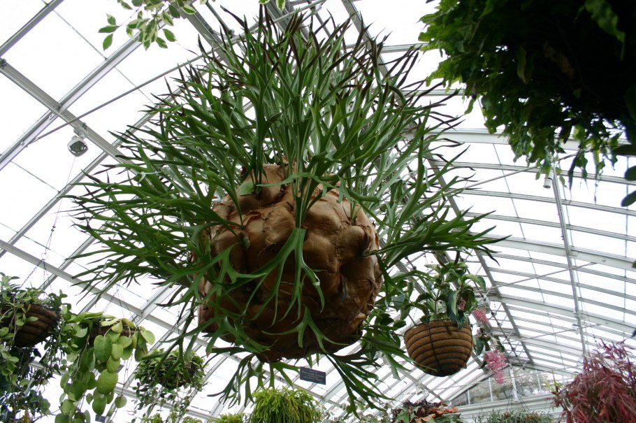 Папоротник Плацентариум