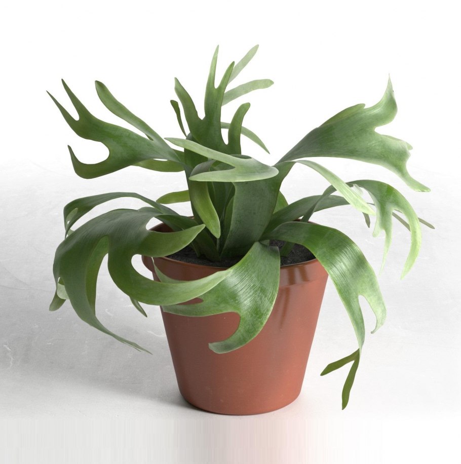 Платицериум двувильчатый