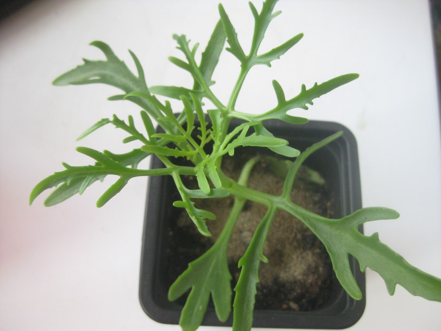 Каланхоэ Оленьи рога