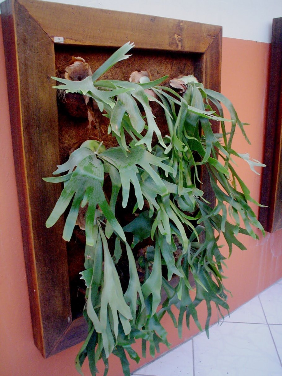 Платицериум Браам