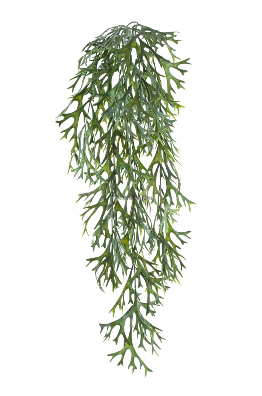 Папоротник Стегхорн (Оленьи рога) куст