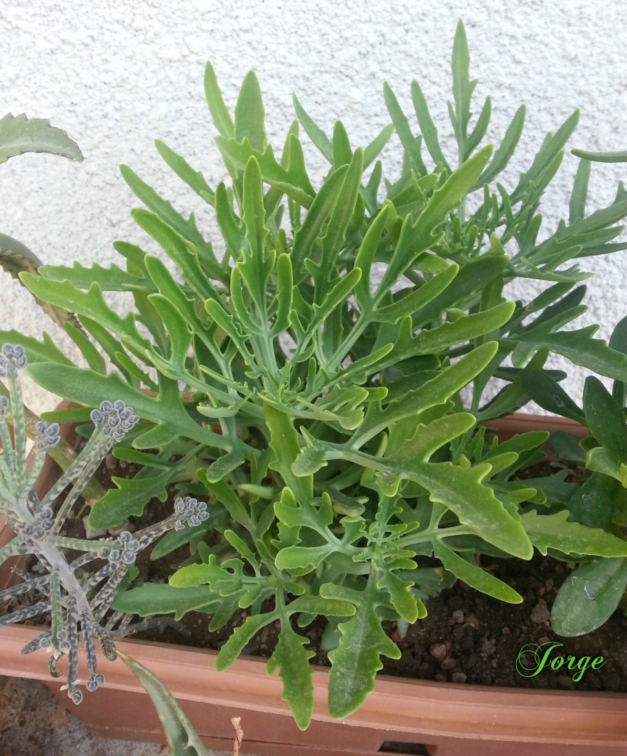 Оленьи рожки каланхоэ Лациниата