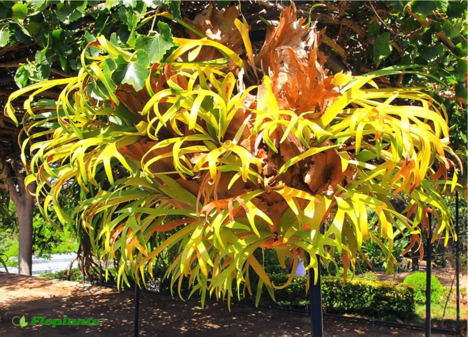 Платицериум оленерогий