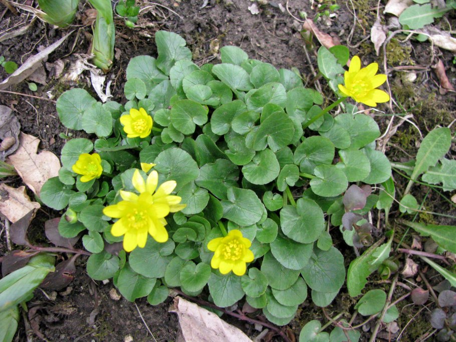 Лохмачи пион тонколистный