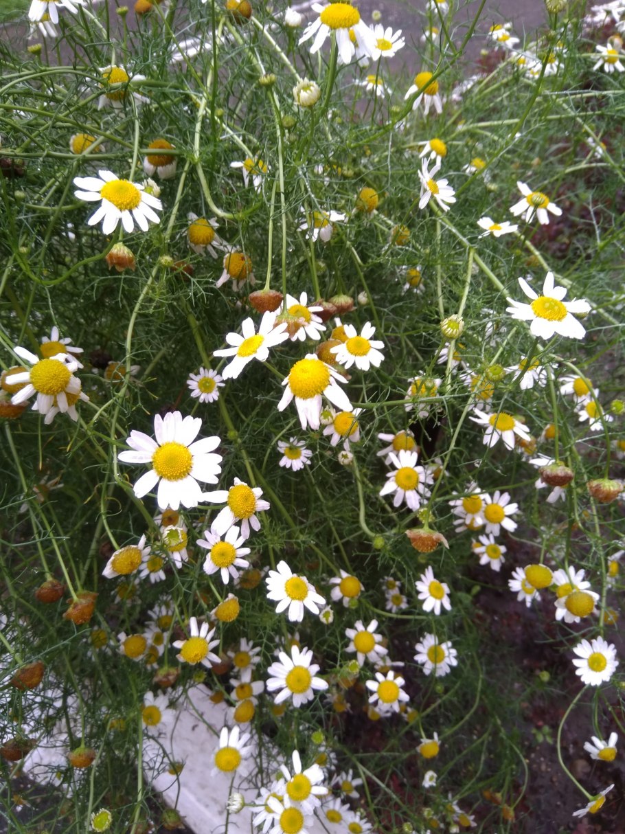 Поля кориандра на Ставрополье Ставрополье