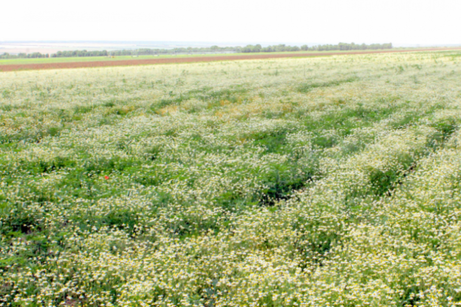 Путешествие в страну лечебных трав