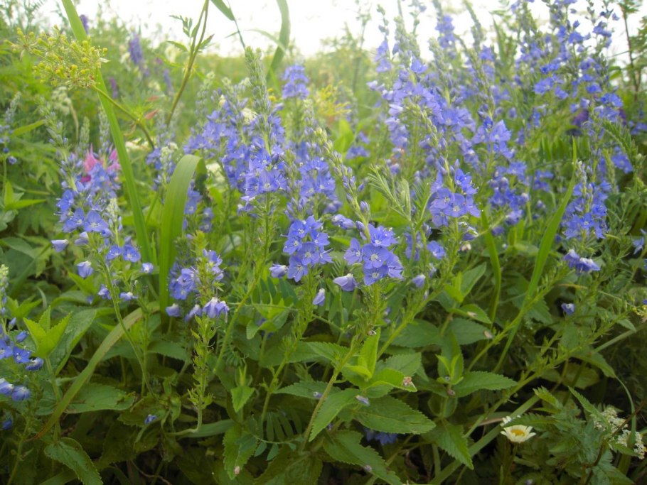 Трава Парсет