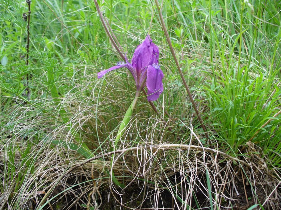 Растительность Ставропольского края