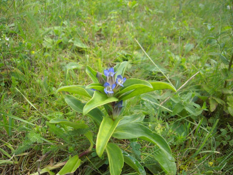 Tragopogon orientalis