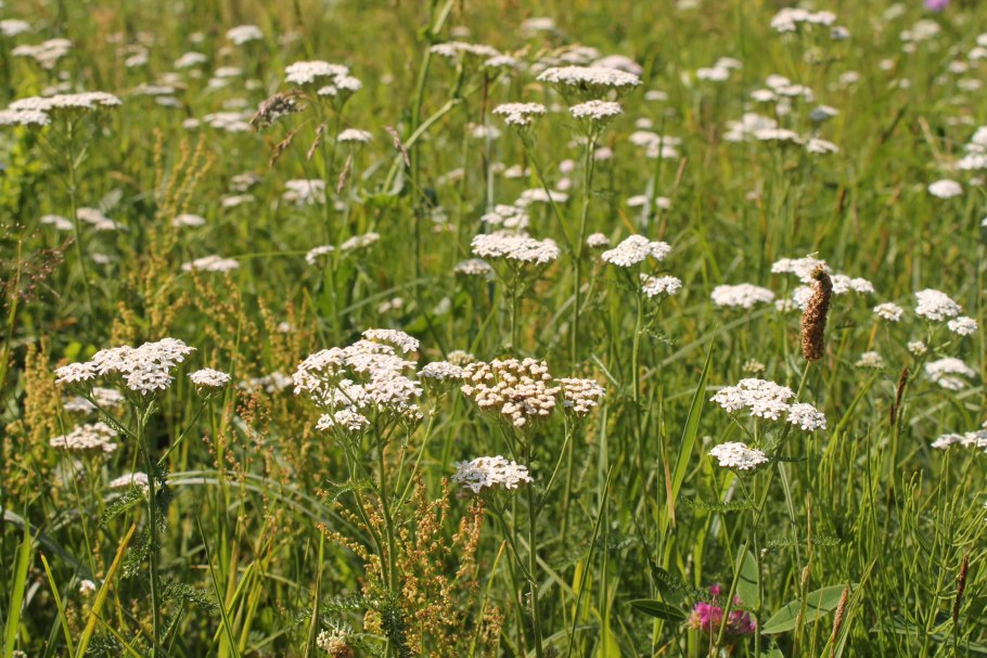 Полевые цветы Ставрополья