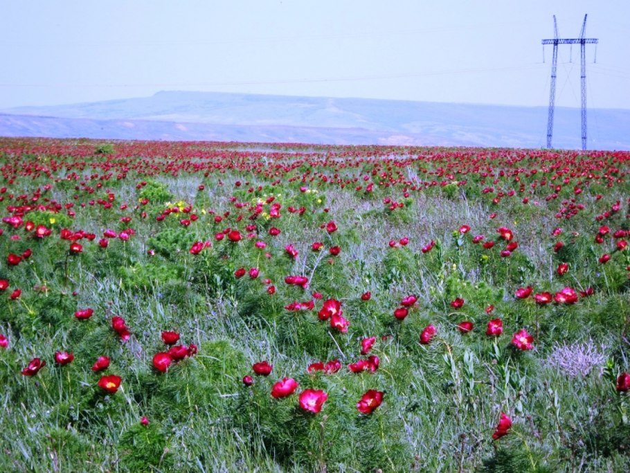 Сорная трава индиго