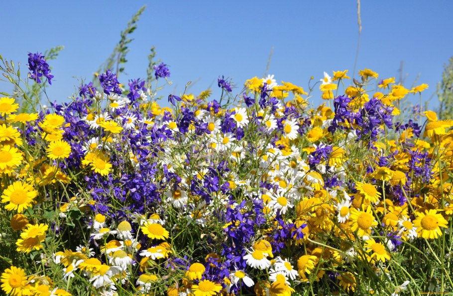 Злаково разнотравный луг