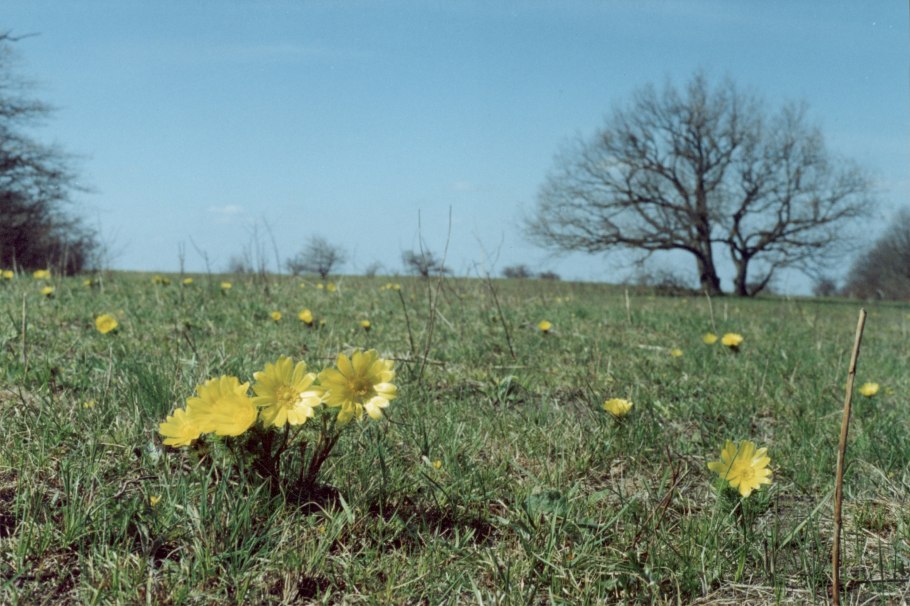 Лекарственные травы ПМР