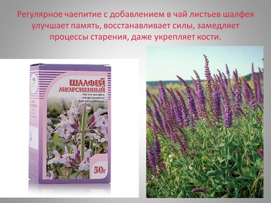 Растения Амурской области